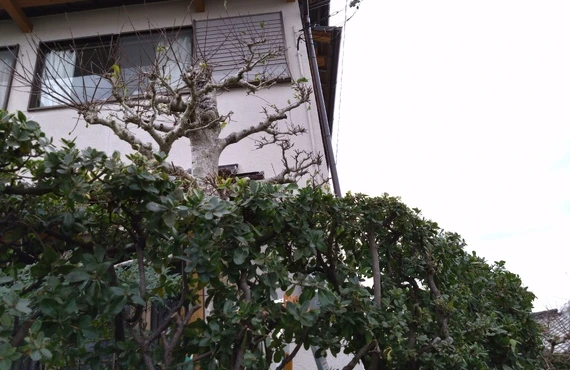 美しい庭を創り上げる